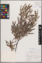 Foto von Salix eleagnos subsp. eleagnos Scop.